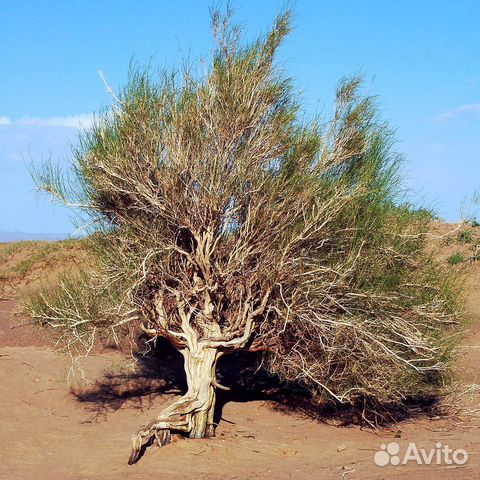 Саксаул зайсанский, семена