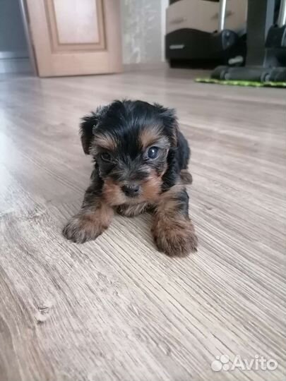 Йоркширский терьер стандарт, мини