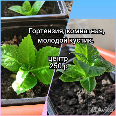 Гортензия саженцы