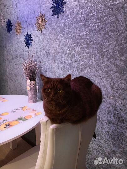 Британские котята