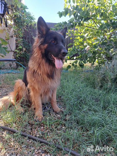 Немецкая овчарка вязка кобель