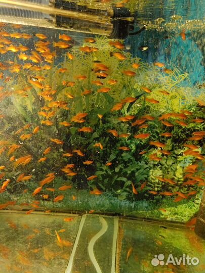 Аквариумные рыбки (гуппи, мечи)