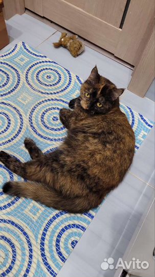 Кошка в добрые руки