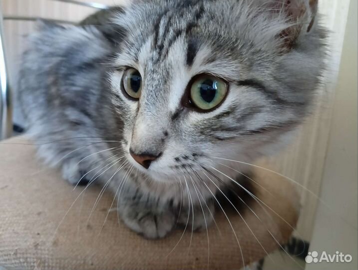 Котик и кошка в дар