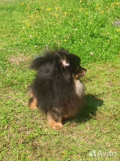 Шпиц девочка 3года