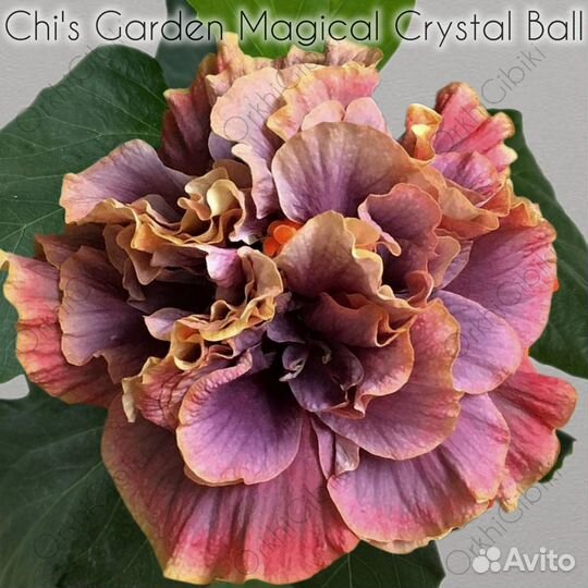 Гибискус Chi's Garden Magical Crystal Ball