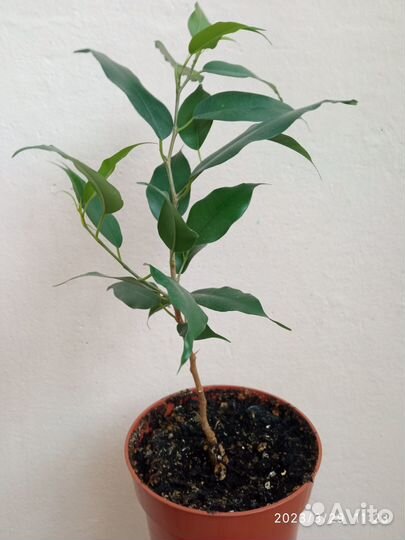 Фикус бенджамина