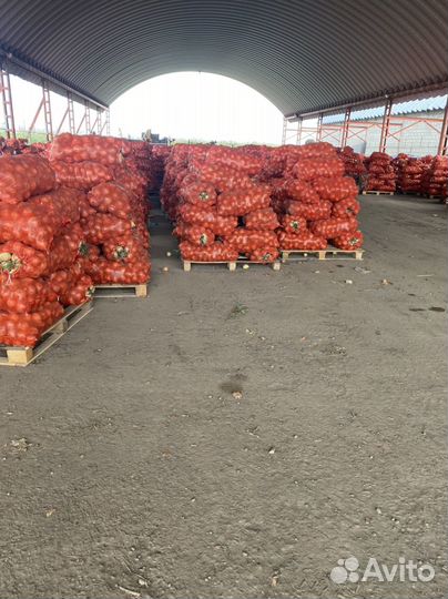 Картофель оптом