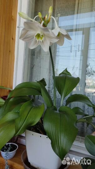 Эухарис (амазонская лилия)