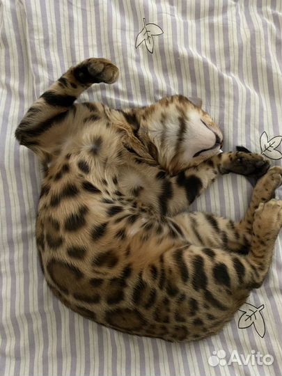 Бенгальский котенок мальчик