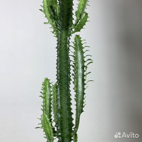 Молочай (Эуфорбия), d-15