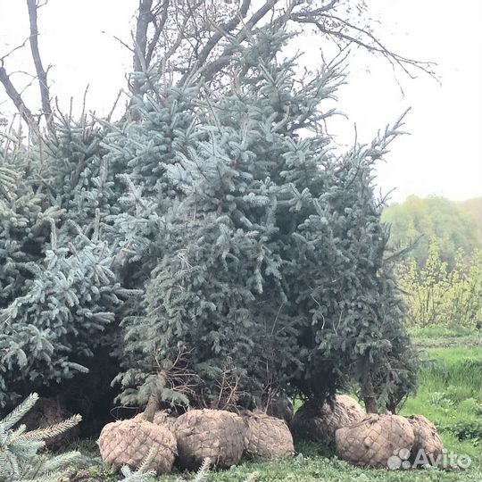 Ель голубая