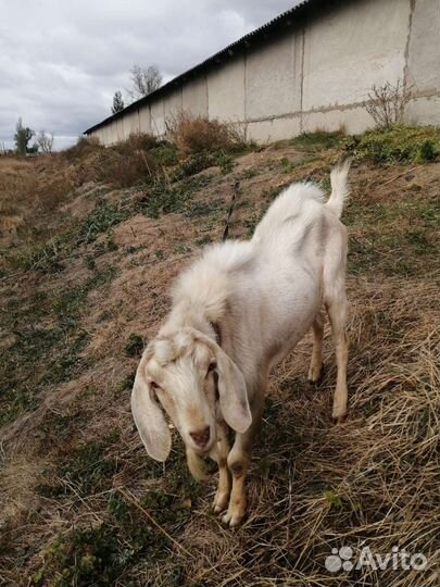 Нубийский козел