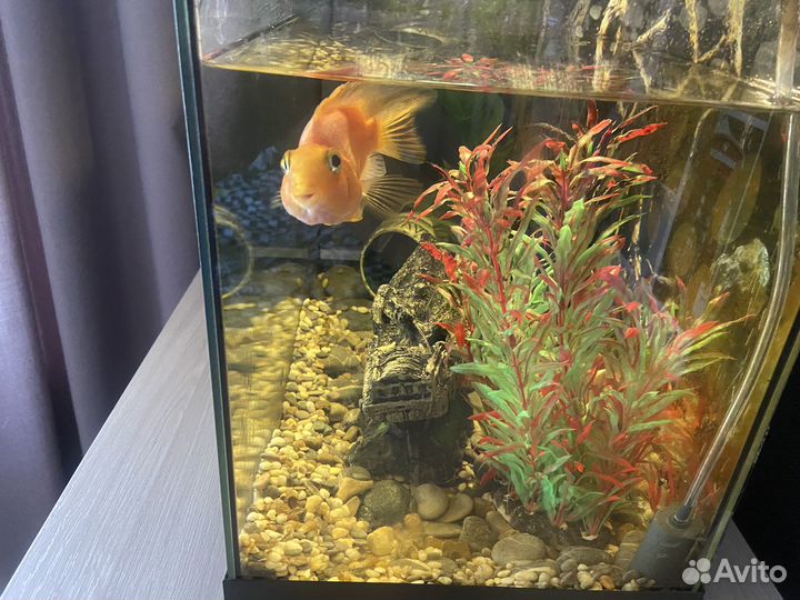 Аквариум с компресором и фильтром