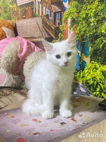 Отдам котят