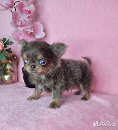 Чихуахуа супер мини мальчик