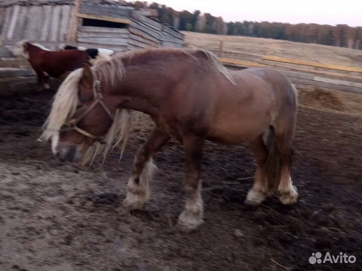 Племенной жеребец