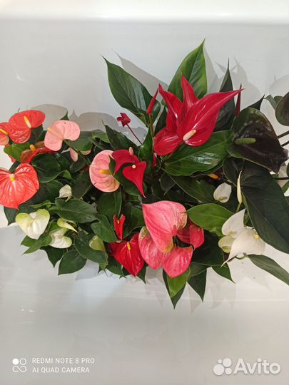 Антуриум микс