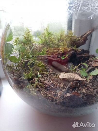 Вечный террариум