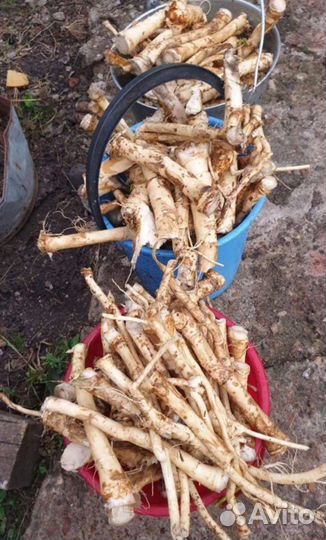 Корень хрена не очищенного