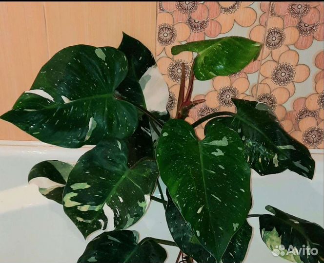 Филодендрон