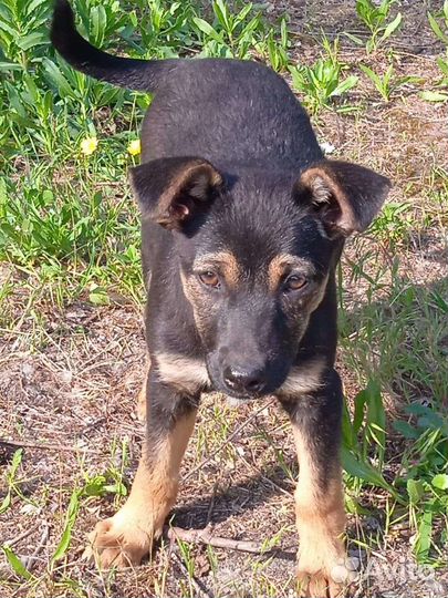 Метис овчарки в добрые руки