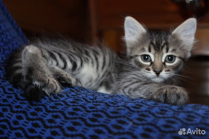 Отдам котят