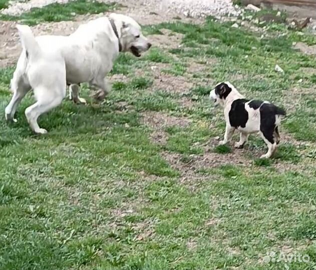 Среднеазиатская овчарка алабай щенок