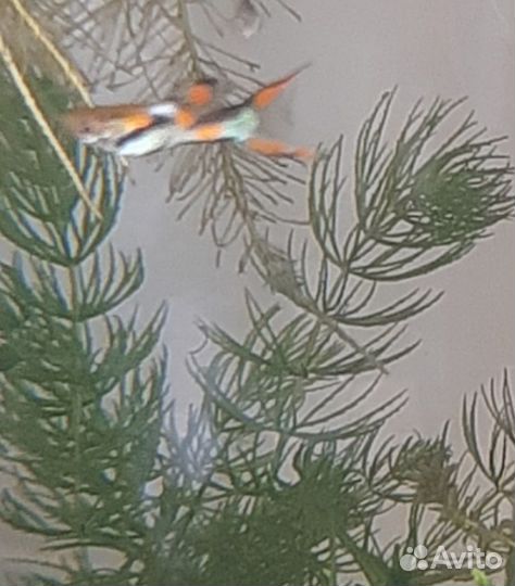 Гуппи Эндлера, креветки, улитки, роголистник