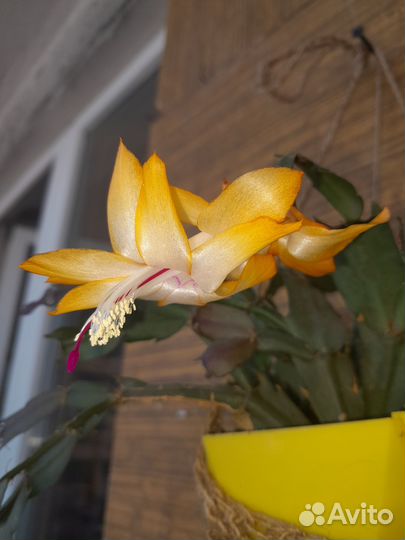 Шлюмбергера(декабрист) желтый