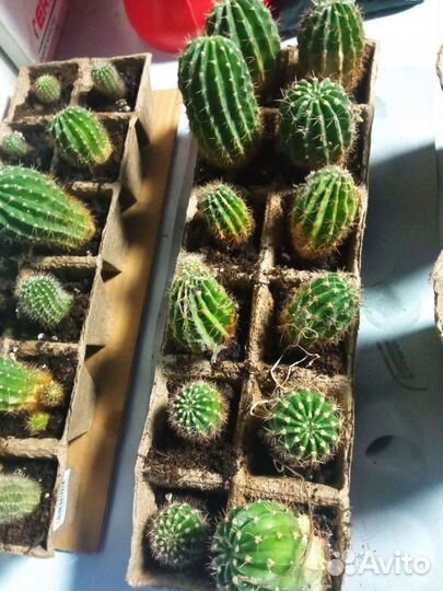 Кактус детки
