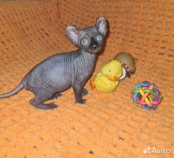 Канадский сфинкс