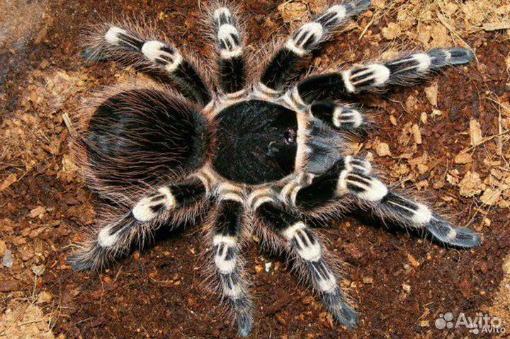 Пауки-птицееды от заводчика