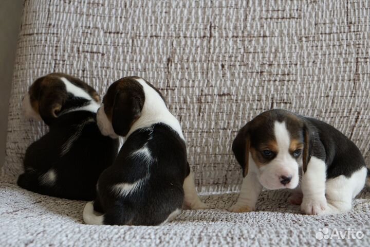 Щенки бигль