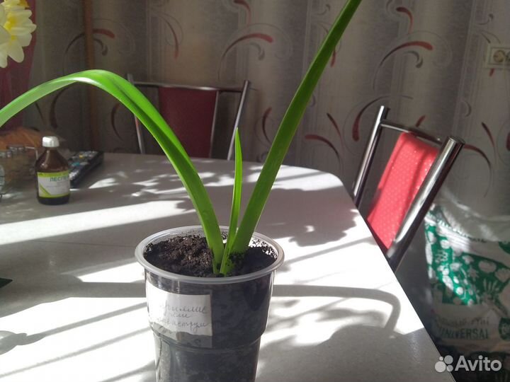 Гиппеаструм амариллис