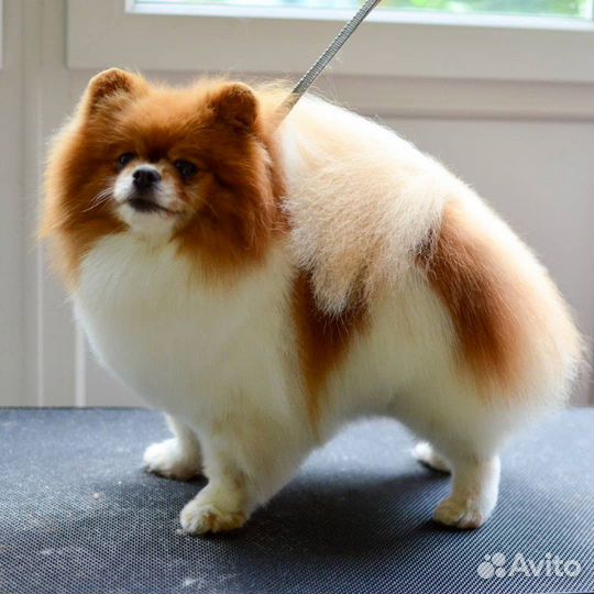 Стрижка собак