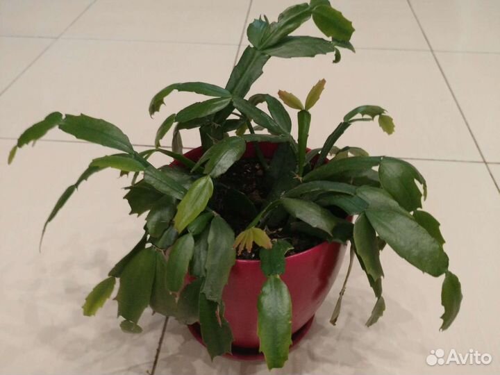 Цветы для дома