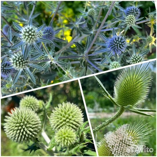 Семена сухоцветов