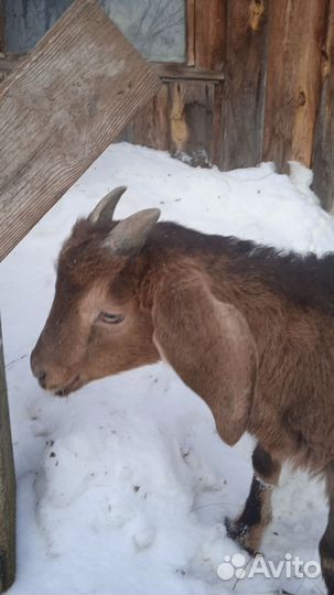 Коза ламанча дойная, козочка