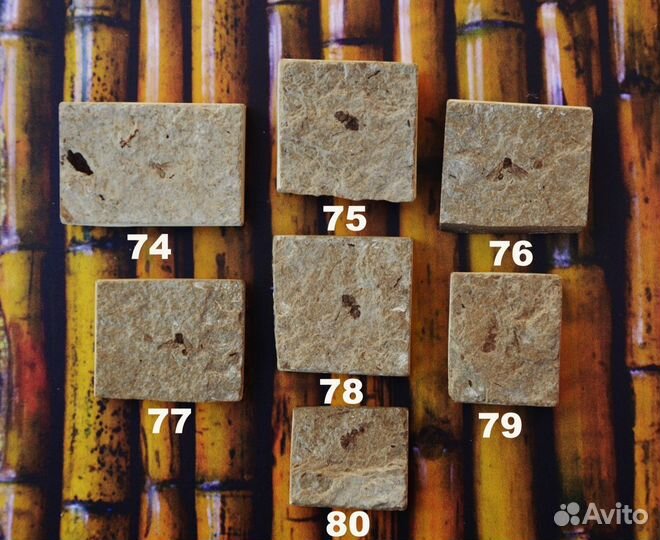 Насекомые (окаменелости)