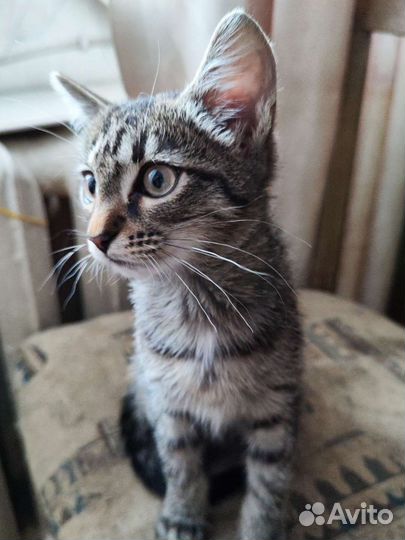 Котята бесплатно