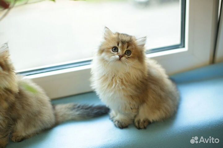 Британские длинношерстные котята