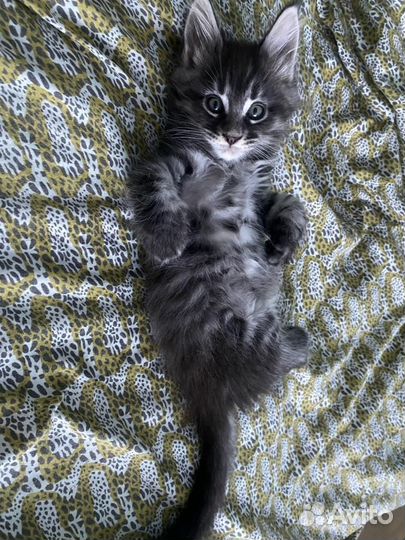 Котята Мейн куна