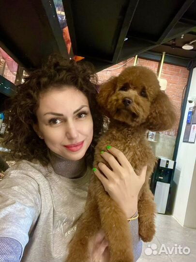 Грумер для кошек и собак