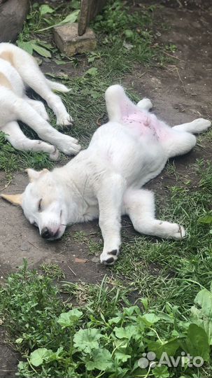 Собака в добрые руки щенок мальчик