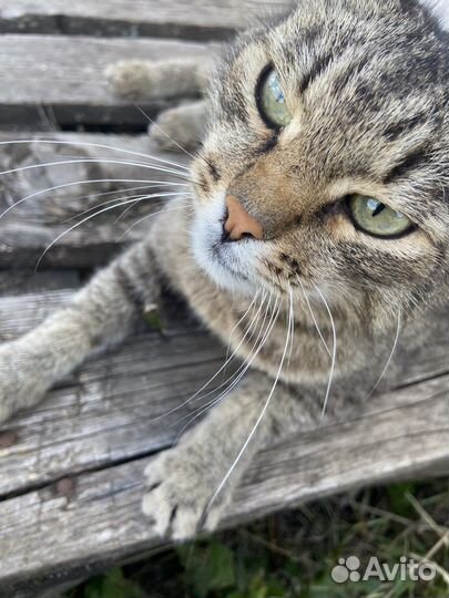 Красивый котик ищет дом