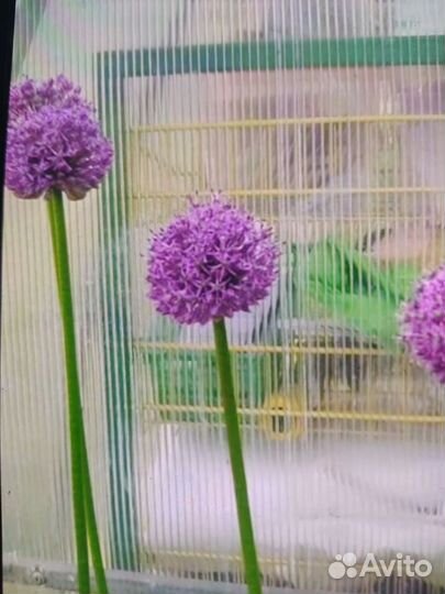 Крокусы,ирисы