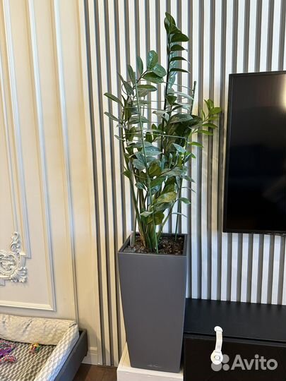 Комнатные растения и горшки lechuza