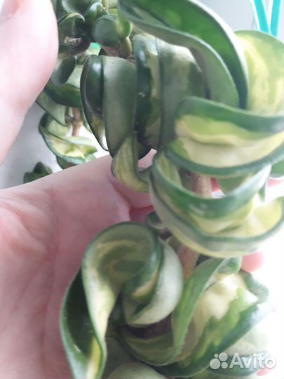 Хойя компакта вариегатная Мауна Лоа