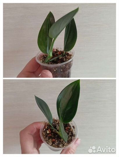 Сциндапсусы,Филодендроны и др